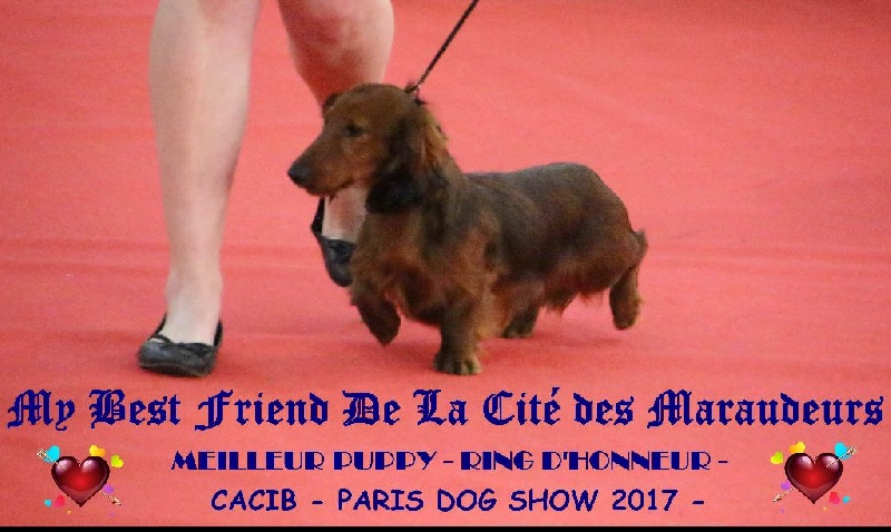 My best friend de la Cité des Maraudeurs