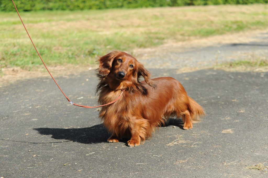 Patronus dit ron de la Cité des Maraudeurs