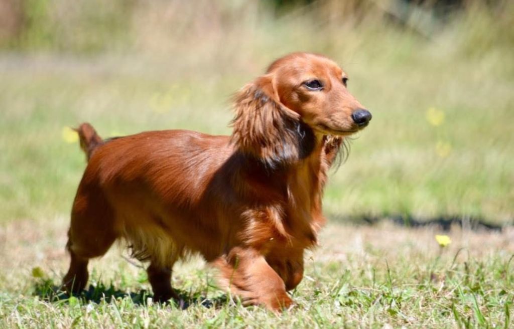 The ruby heart de la Cité des Maraudeurs