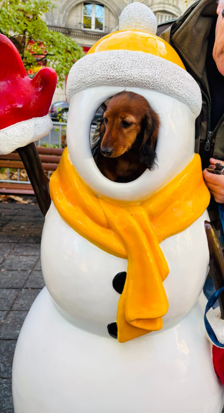 Ankhesenamon reine d egypte de la Cité des Maraudeurs