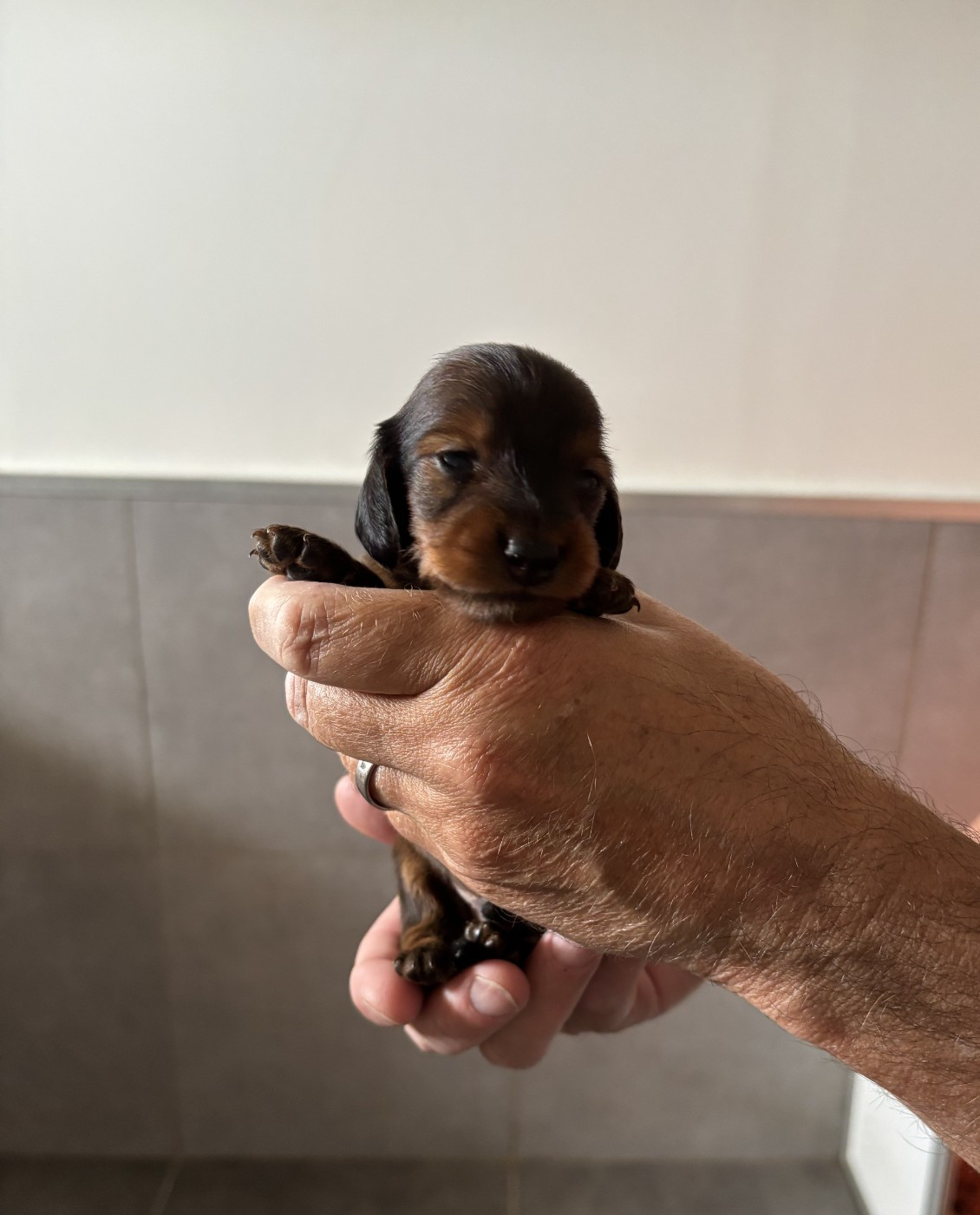 de la Cité des Maraudeurs - Chiots disponibles - Teckel poil long
