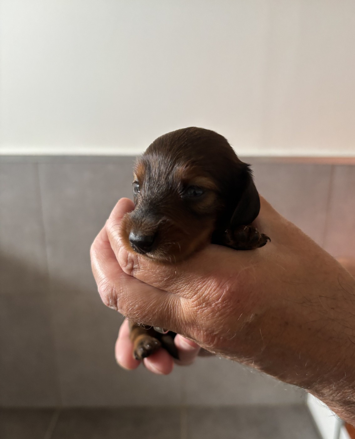 de la Cité des Maraudeurs - Chiots disponibles - Teckel poil long