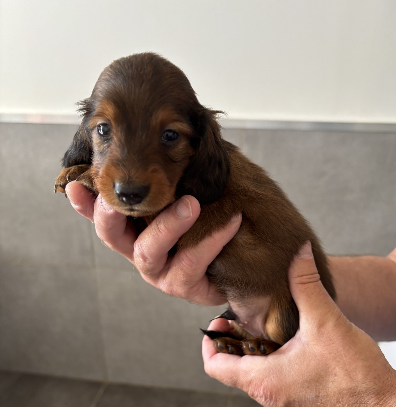 de la Cité des Maraudeurs - Chiots disponibles - Teckel poil long