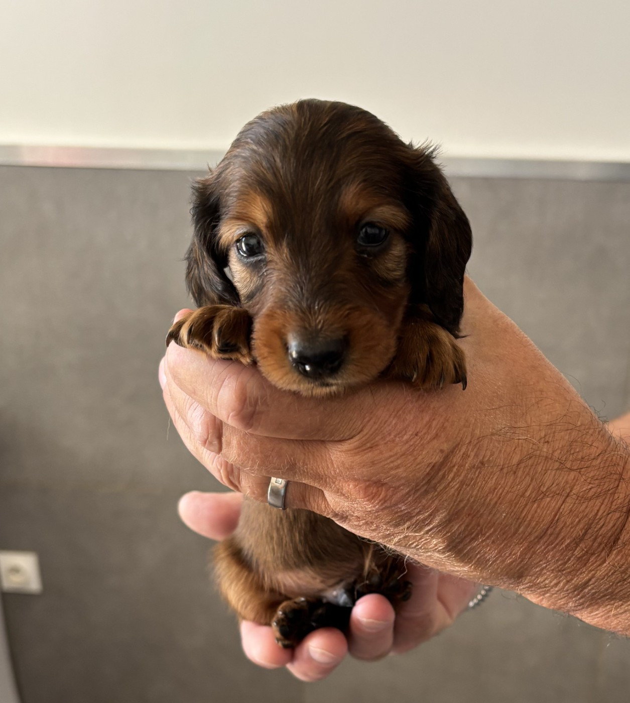 de la Cité des Maraudeurs - Chiots disponibles - Teckel poil long