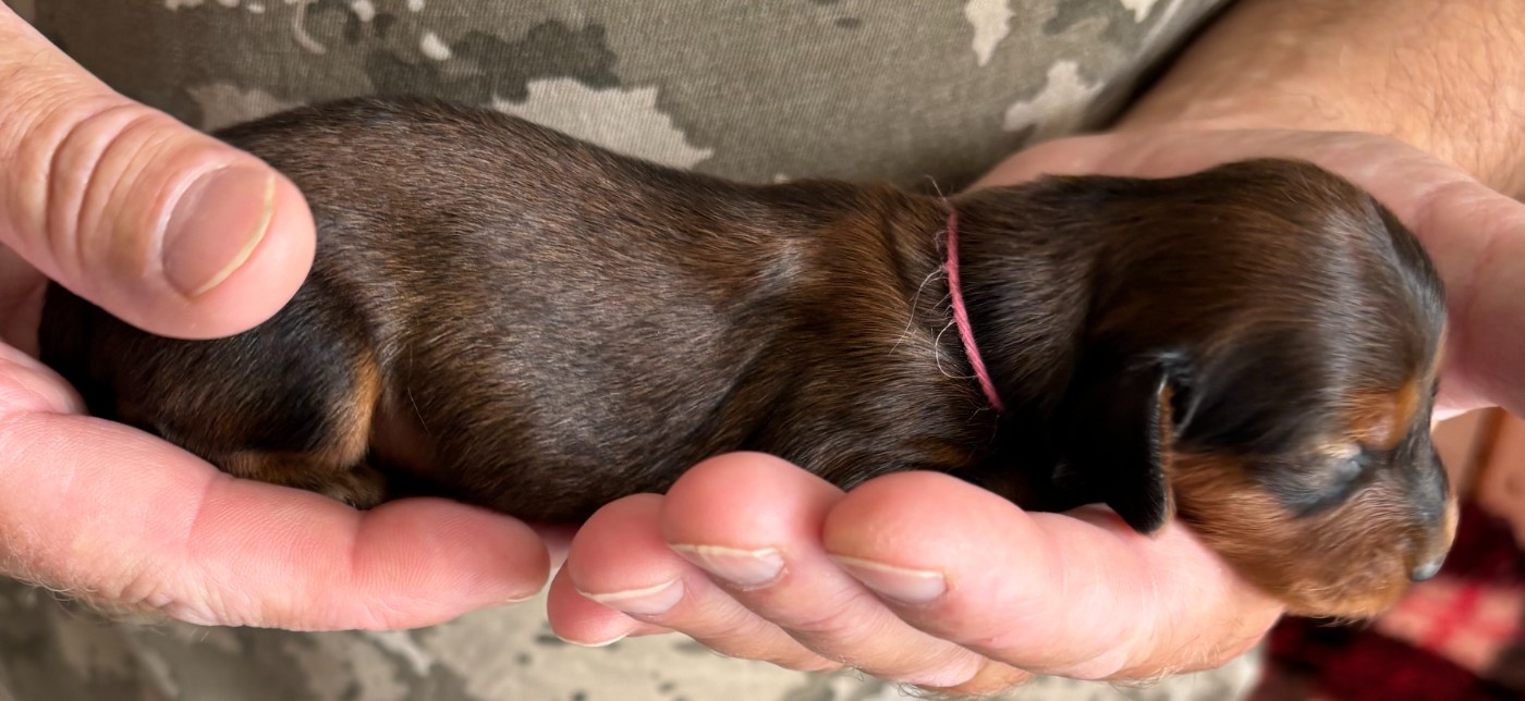 de la Cité des Maraudeurs - Chiots disponibles - Teckel poil long