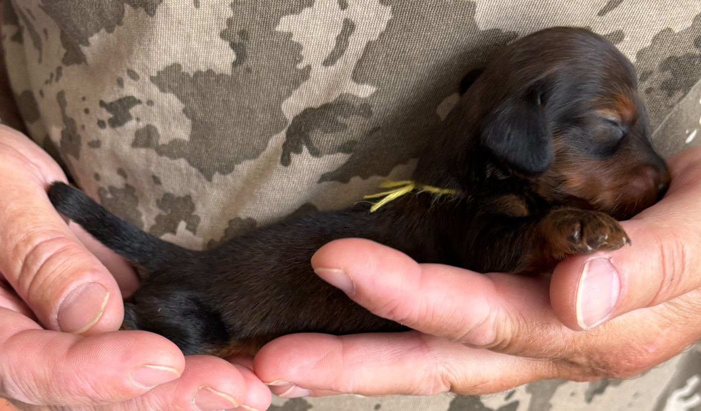 de la Cité des Maraudeurs - Chiots disponibles - Teckel poil long