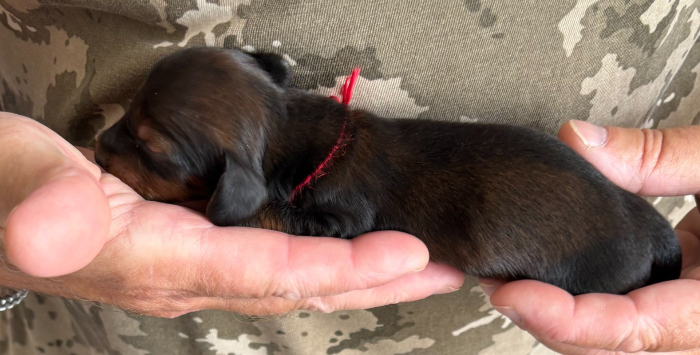 de la Cité des Maraudeurs - Chiots disponibles - Teckel poil long