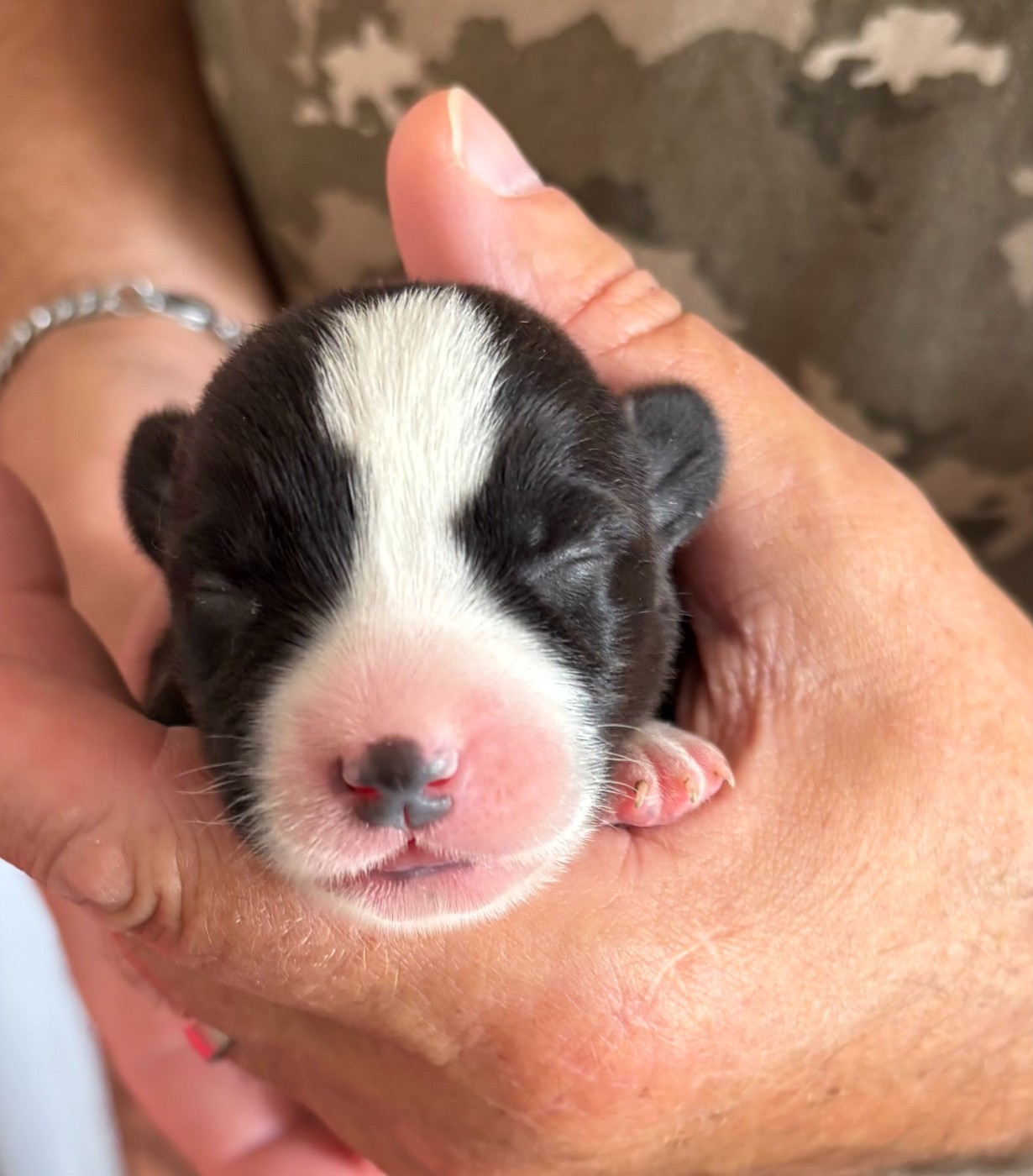 de la Cité des Maraudeurs - Chiots disponibles - Welsh Corgi Cardigan