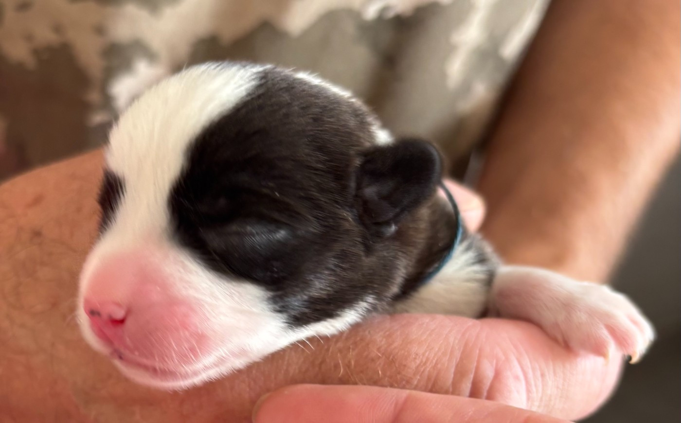 de la Cité des Maraudeurs - Chiots disponibles - Welsh Corgi Cardigan