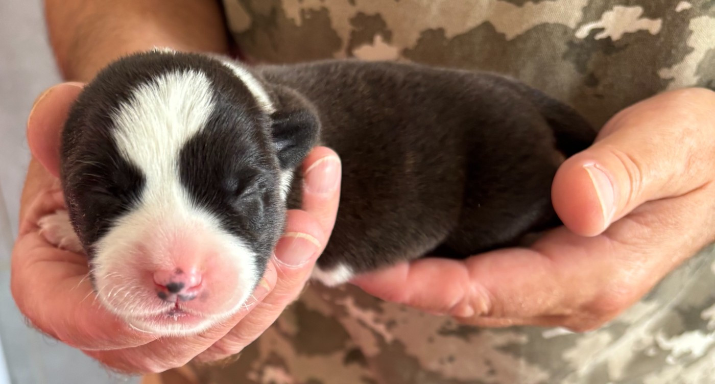 de la Cité des Maraudeurs - Chiots disponibles - Welsh Corgi Cardigan