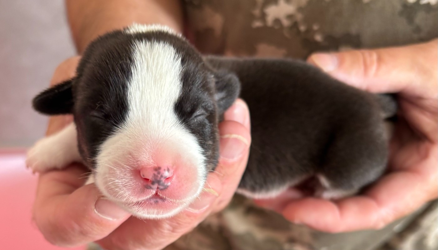 de la Cité des Maraudeurs - Chiots disponibles - Welsh Corgi Cardigan