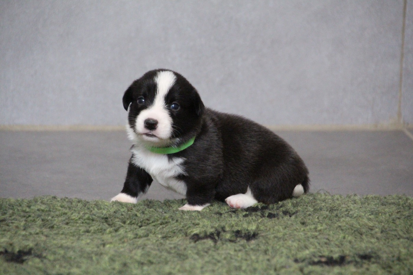de la Cité des Maraudeurs - Chiots disponibles - Welsh Corgi Cardigan