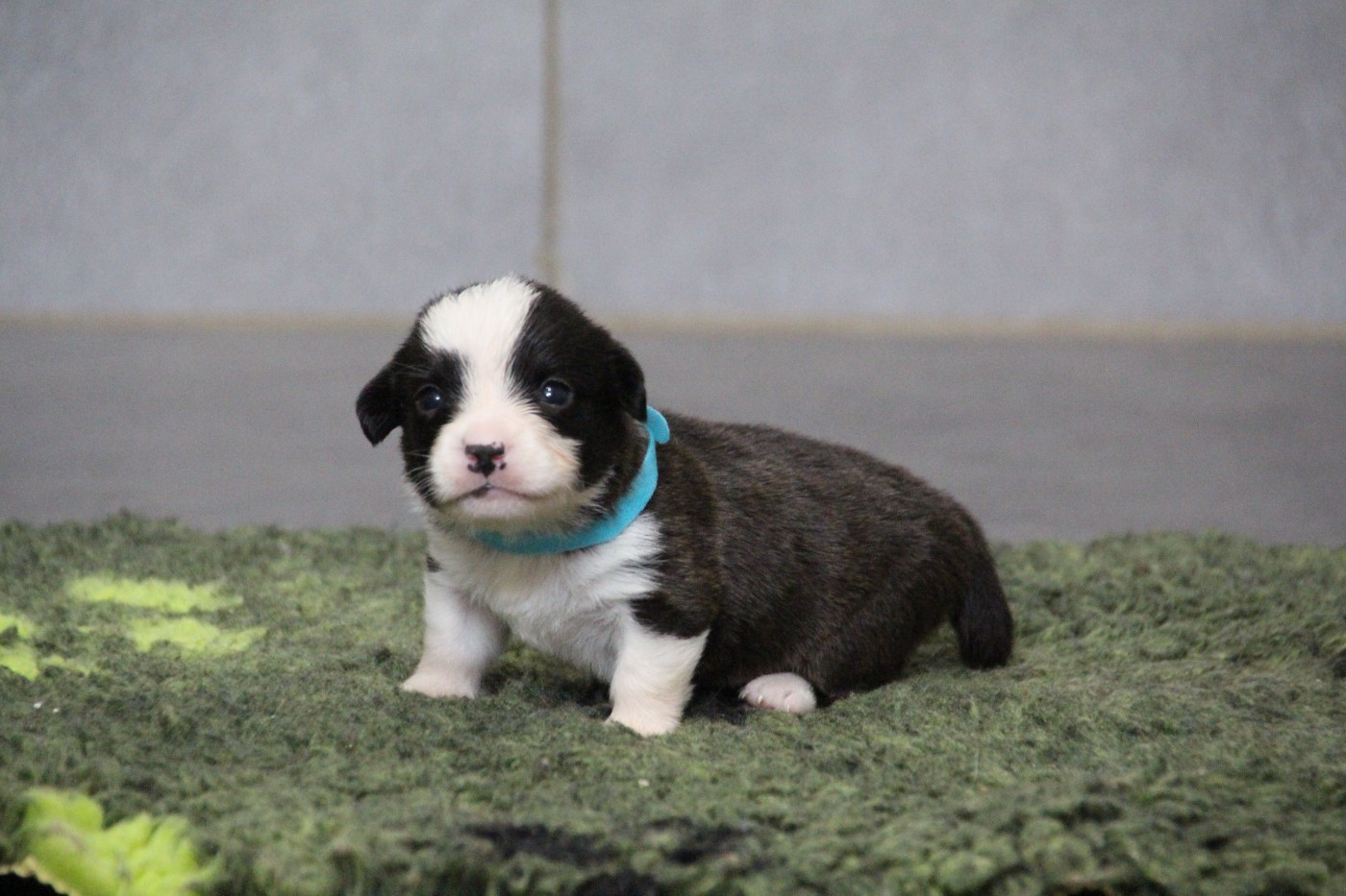 de la Cité des Maraudeurs - Chiots disponibles - Welsh Corgi Cardigan