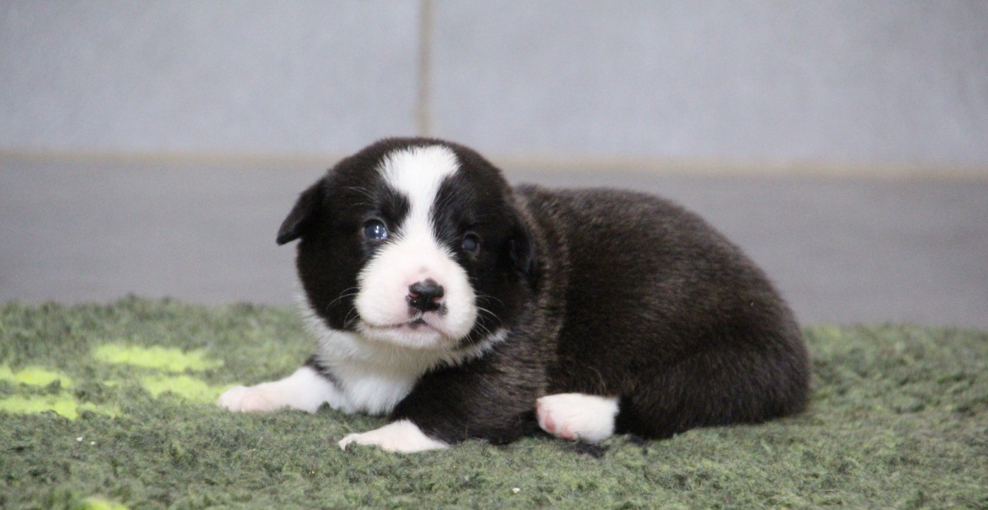 de la Cité des Maraudeurs - Chiots disponibles - Welsh Corgi Cardigan