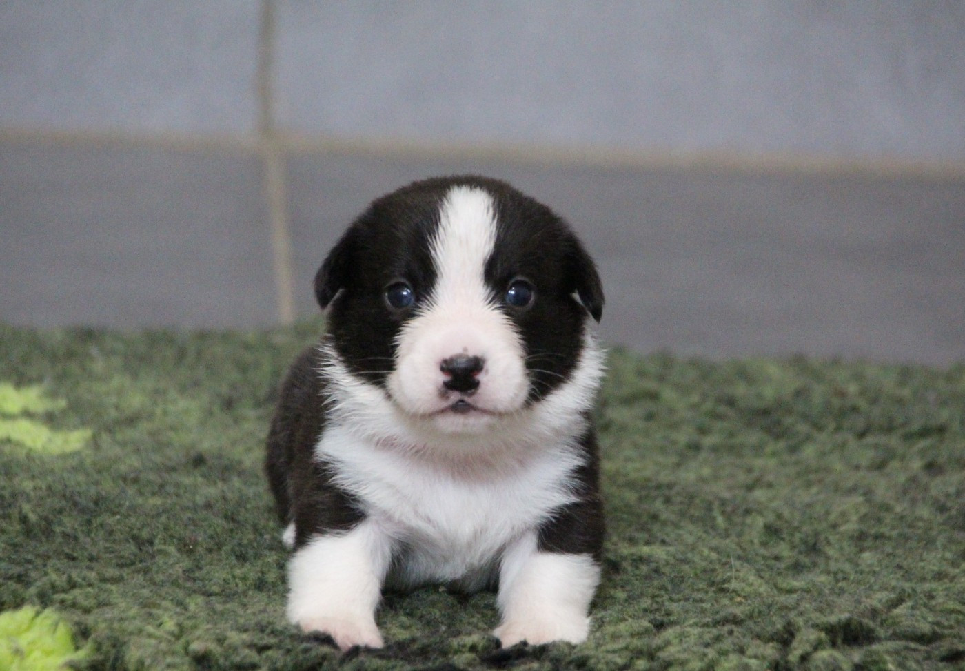 de la Cité des Maraudeurs - Chiots disponibles - Welsh Corgi Cardigan