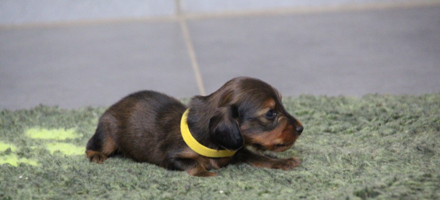 de la Cité des Maraudeurs - Chiots disponibles - Teckel poil long