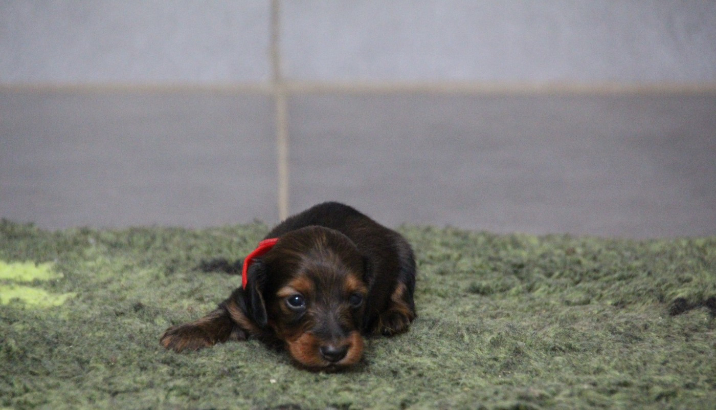 de la Cité des Maraudeurs - Chiots disponibles - Teckel poil long