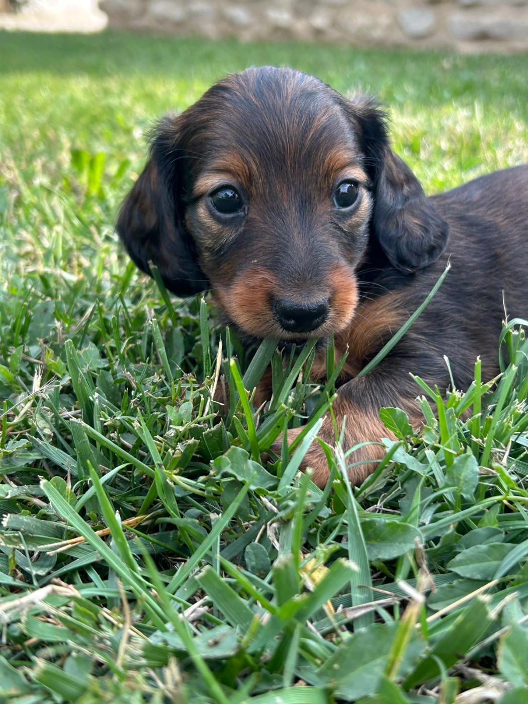 de la Cité des Maraudeurs - Chiots disponibles - Teckel poil long