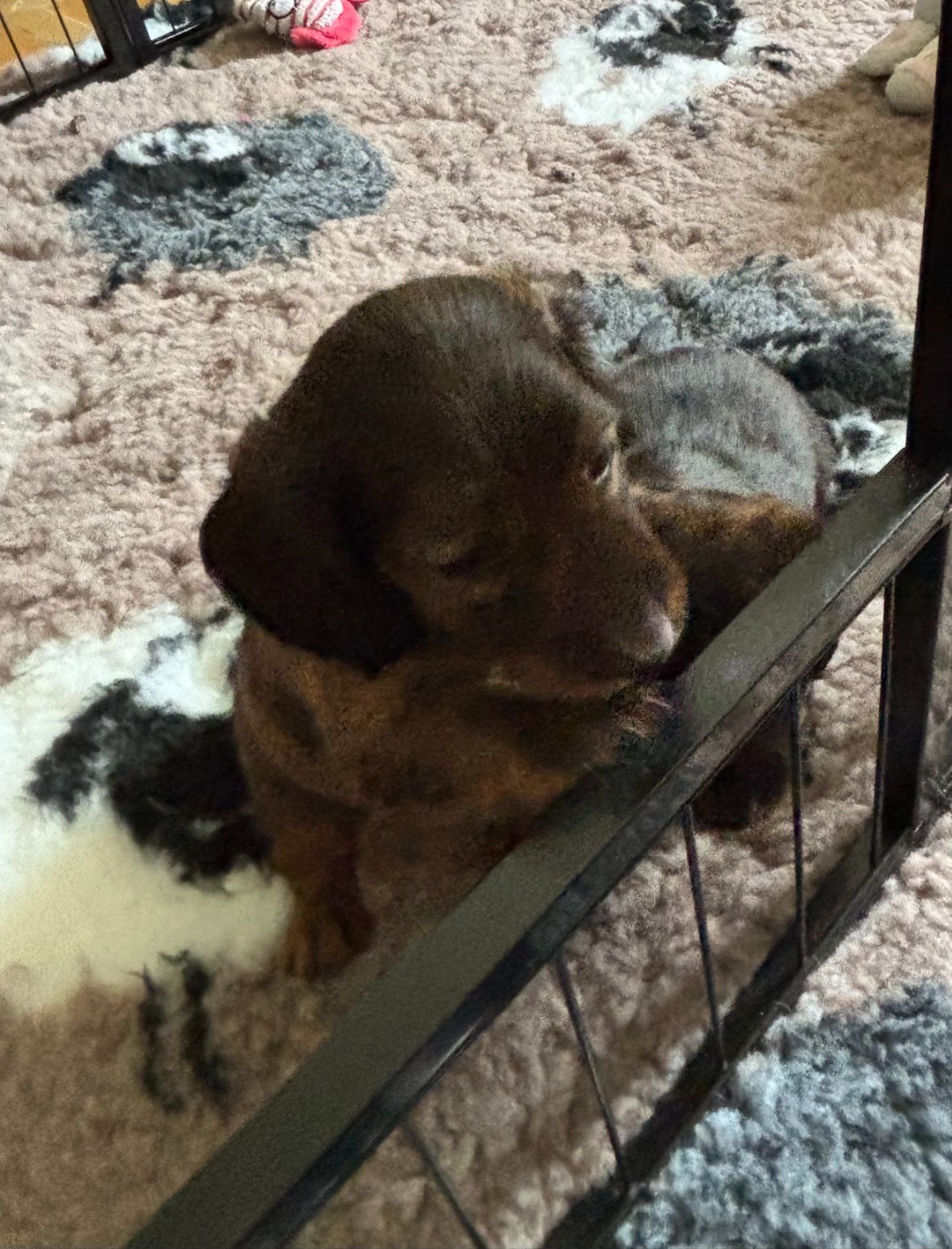 de la Cité des Maraudeurs - Chiots disponibles - Teckel poil long