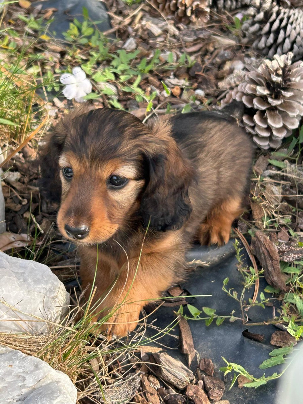 de la Cité des Maraudeurs - Chiots disponibles - Teckel poil long