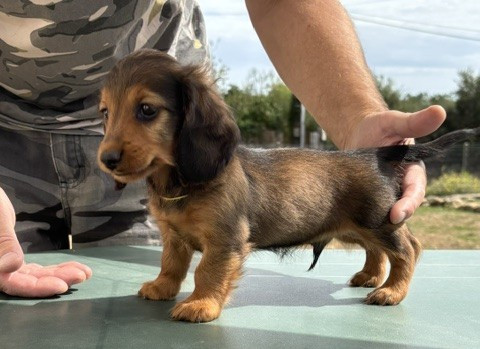de la Cité des Maraudeurs - Chiots disponibles - Teckel poil long
