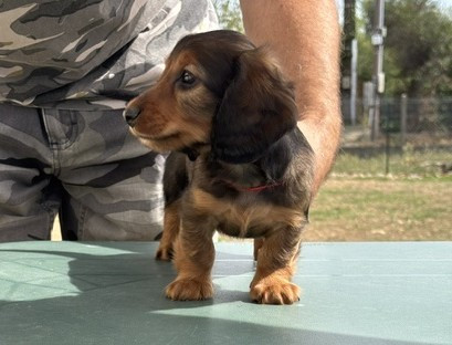 de la Cité des Maraudeurs - Chiots disponibles - Teckel poil long