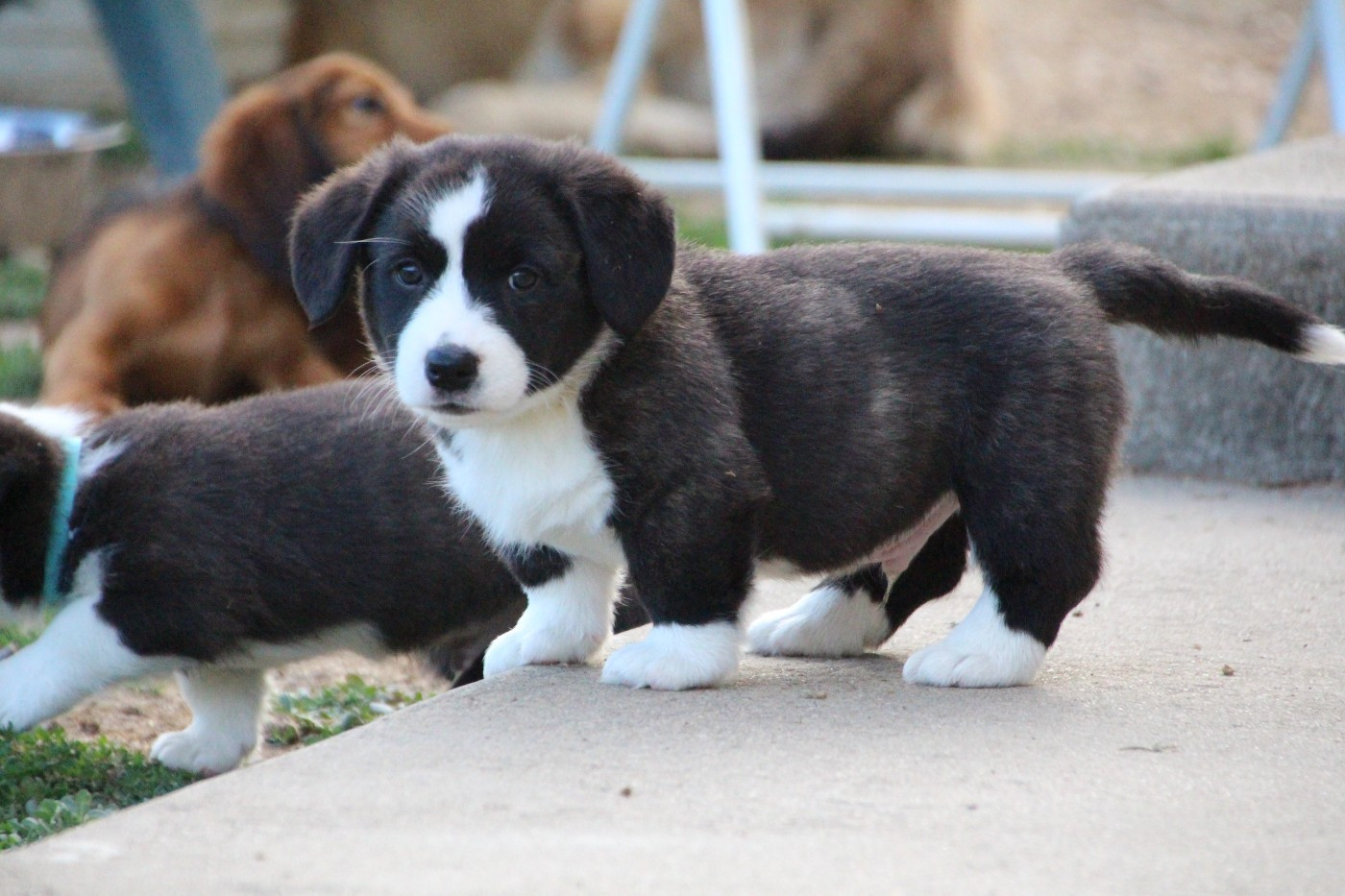 de la Cité des Maraudeurs - Chiots disponibles - Welsh Corgi Cardigan