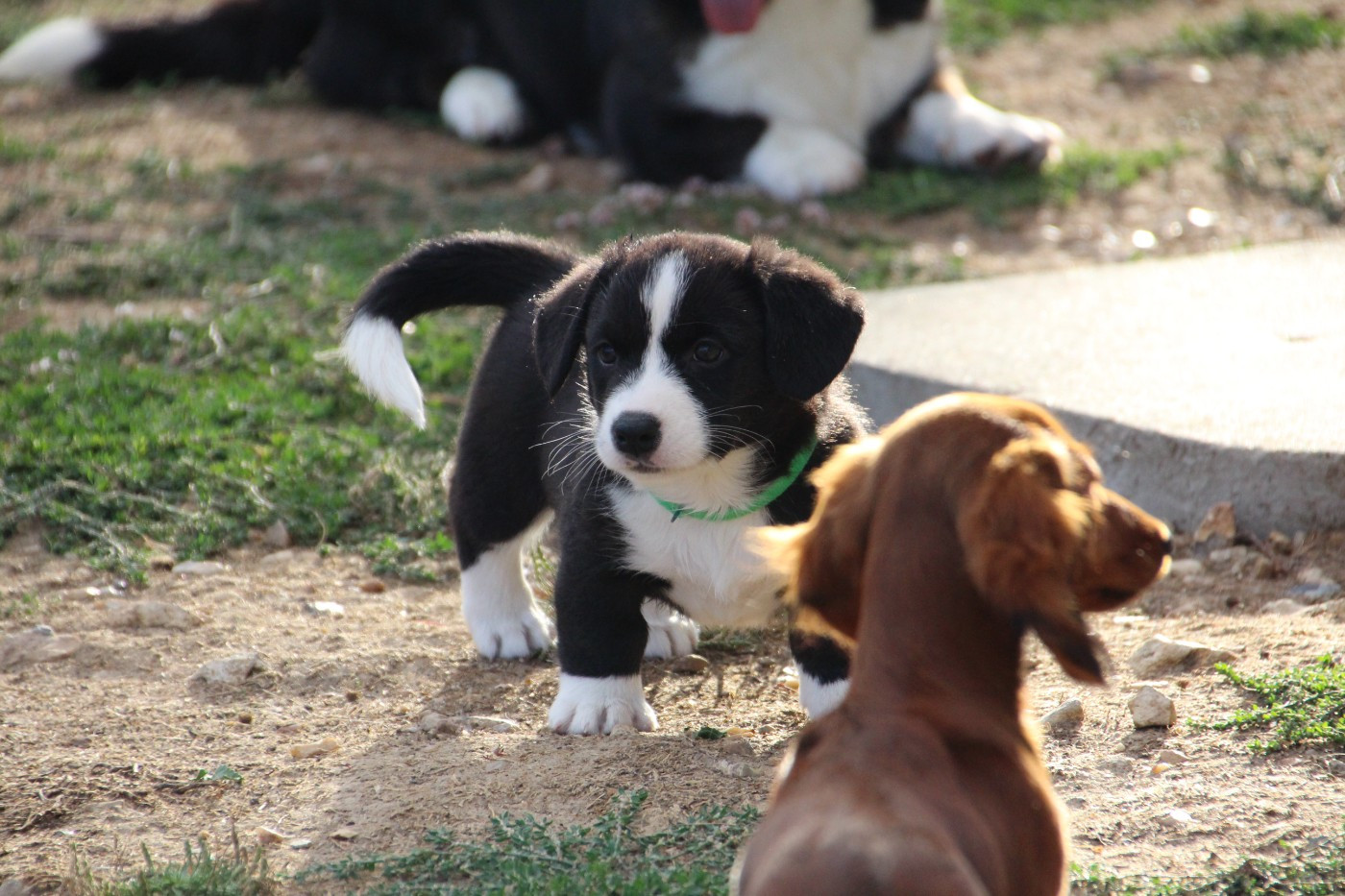 de la Cité des Maraudeurs - Chiots disponibles - Welsh Corgi Cardigan