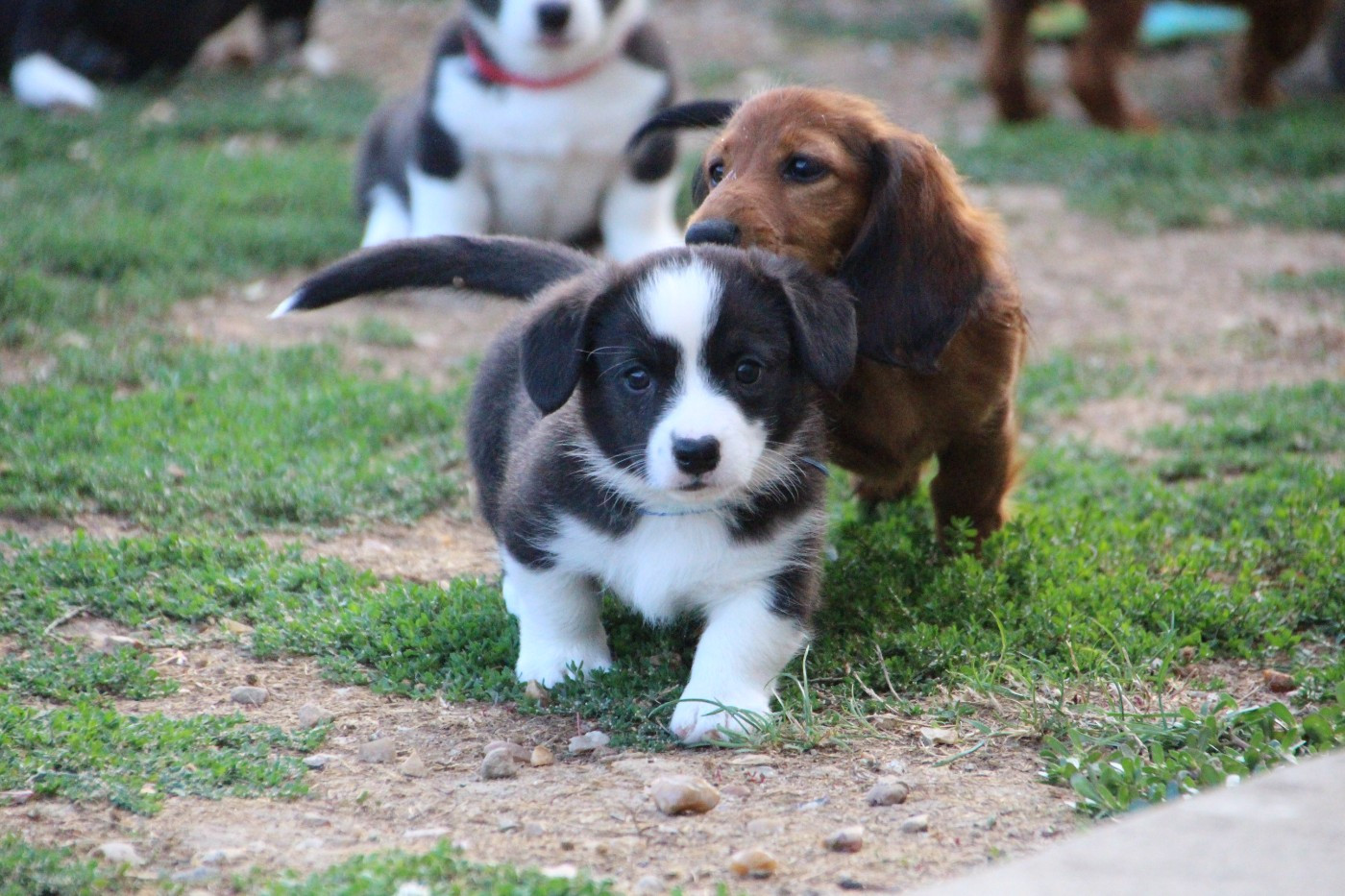 de la Cité des Maraudeurs - Chiots disponibles - Welsh Corgi Cardigan