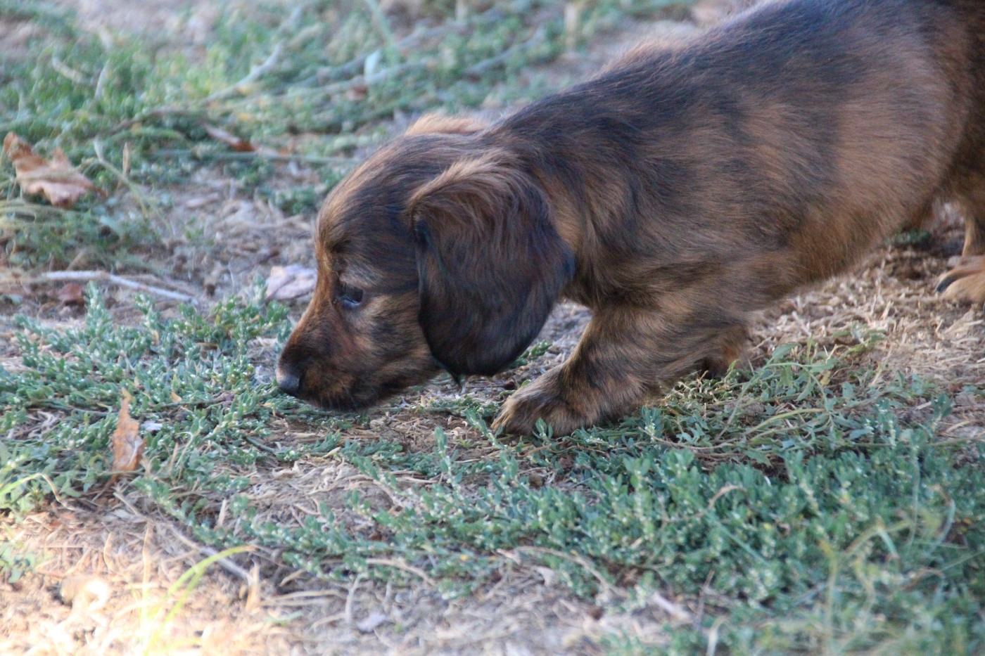de la Cité des Maraudeurs - Chiots disponibles - Teckel poil long