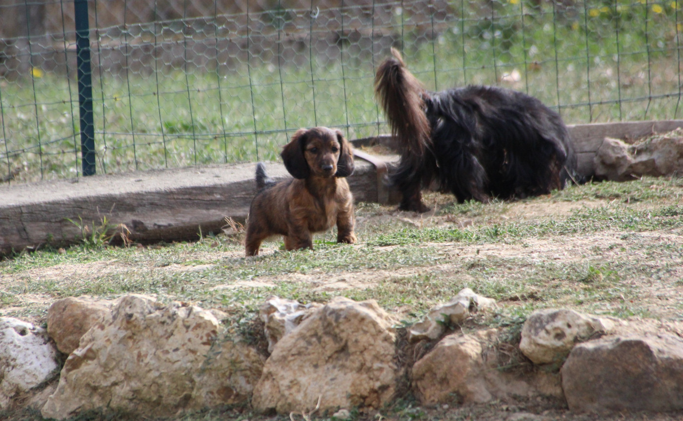 de la Cité des Maraudeurs - Chiots disponibles - Teckel poil long