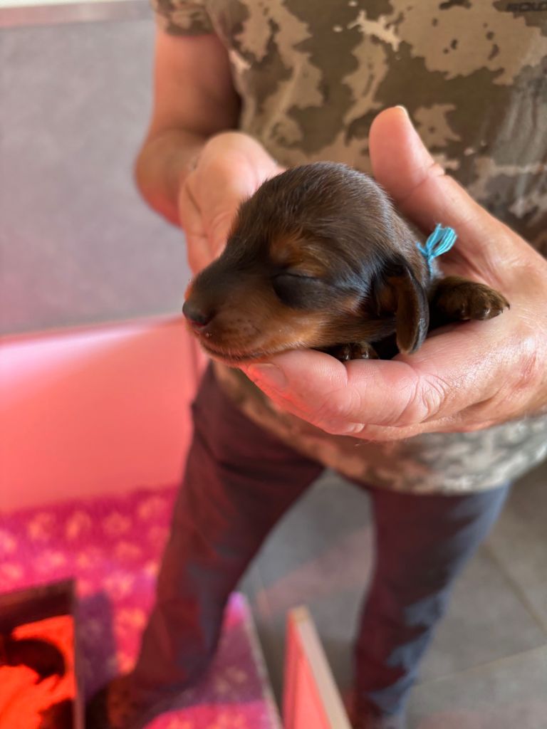 de la Cité des Maraudeurs - Chiots disponibles - Teckel poil long
