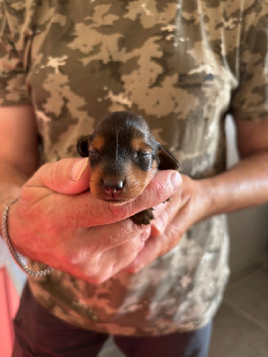 CHIOT COLLIER ROSE