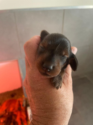 CHIOT COLLIER ROUGE