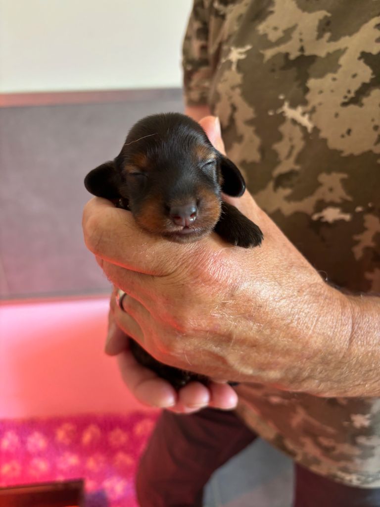 de la Cité des Maraudeurs - Chiots disponibles - Teckel poil long