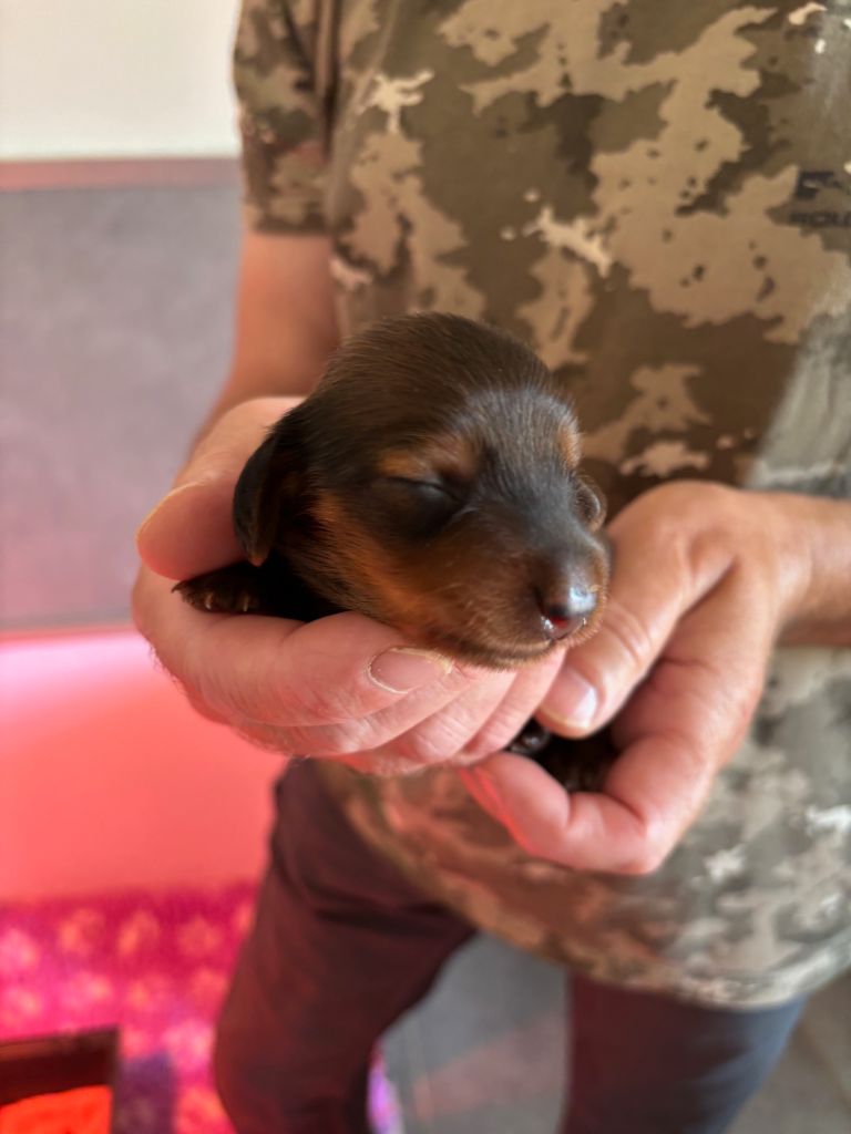 de la Cité des Maraudeurs - Chiots disponibles - Teckel poil long